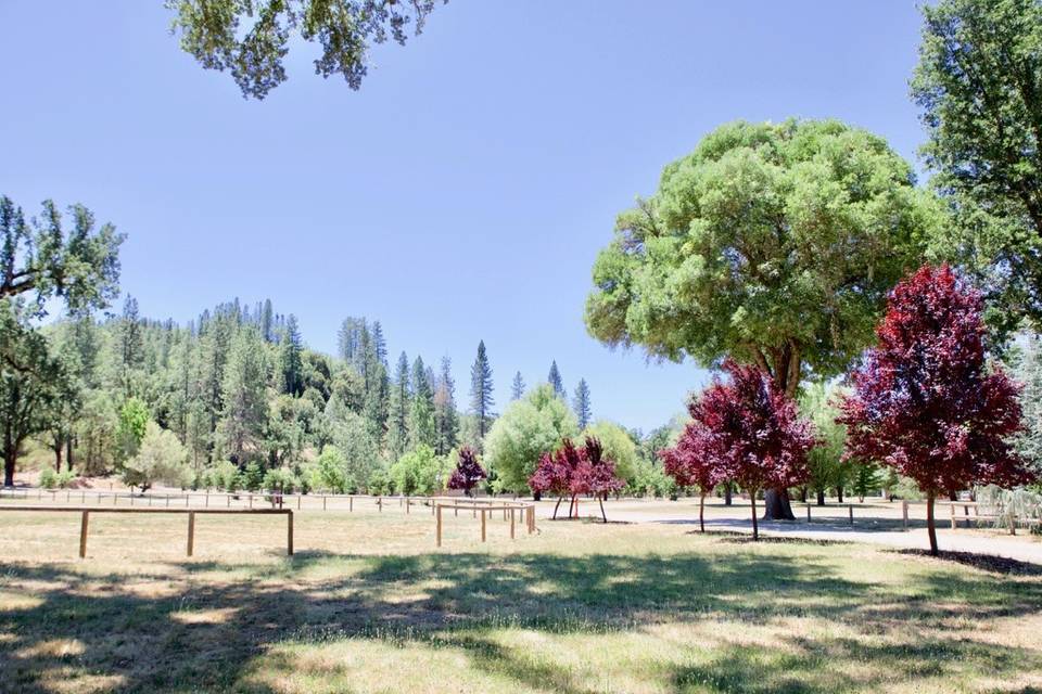 Expansive Tree-lined Grounds