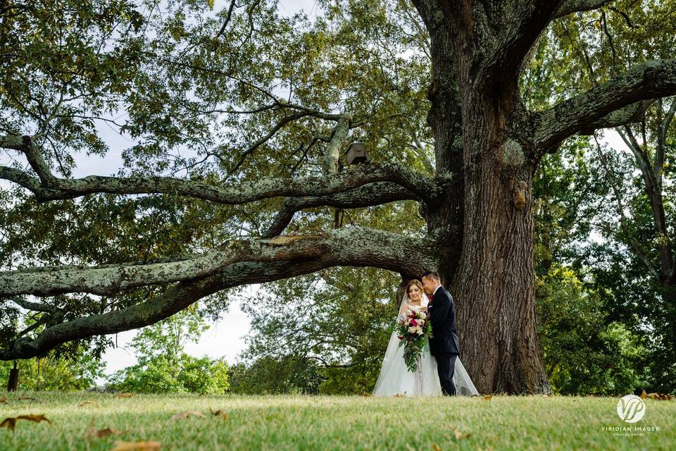 Newlyweds by the tree