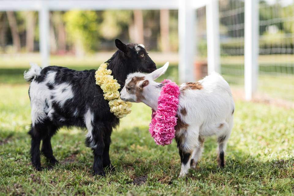 Twisted Oaks Farm
