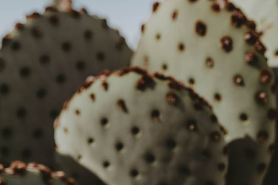 K&L wedding rings on cactus