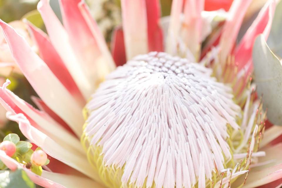 Love in bloom