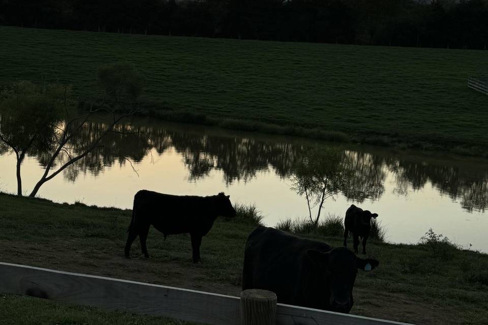 Pond at dusk