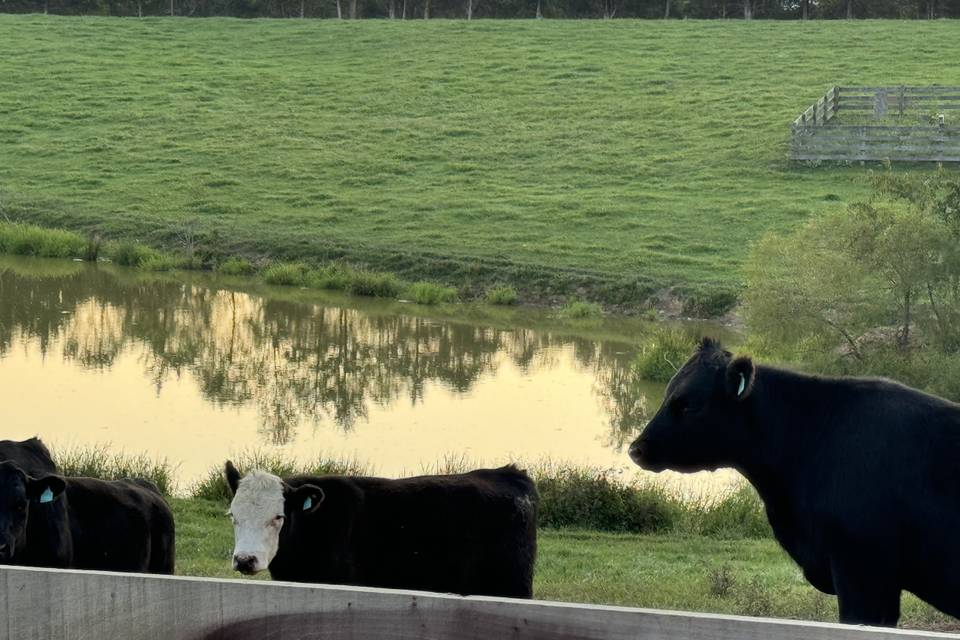 Cows & pond