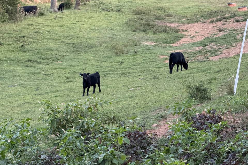 Our cows