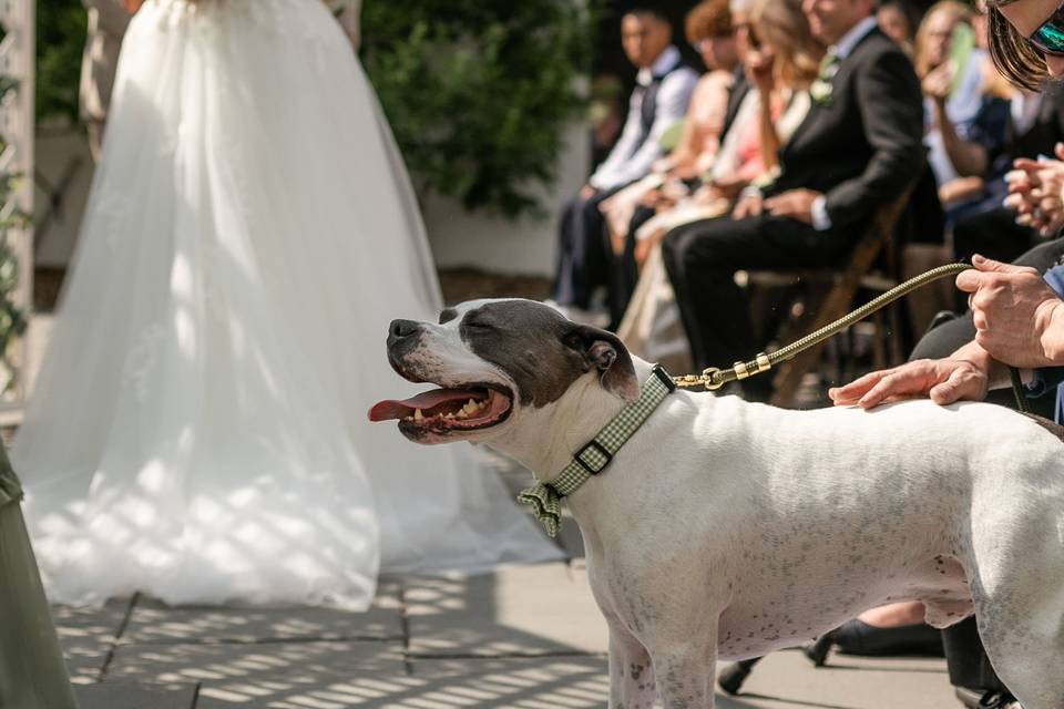 Courtyard - Ceremony