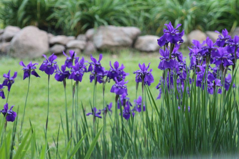 Iris in may