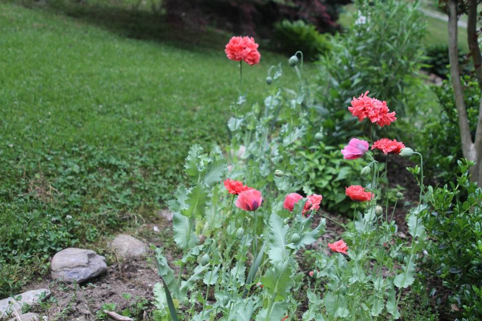 Poppy garden