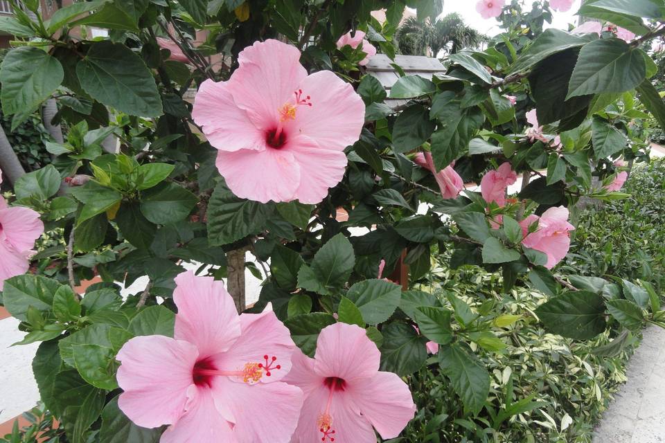 Caribbean Flowers.. Hibiscus in Nassau
