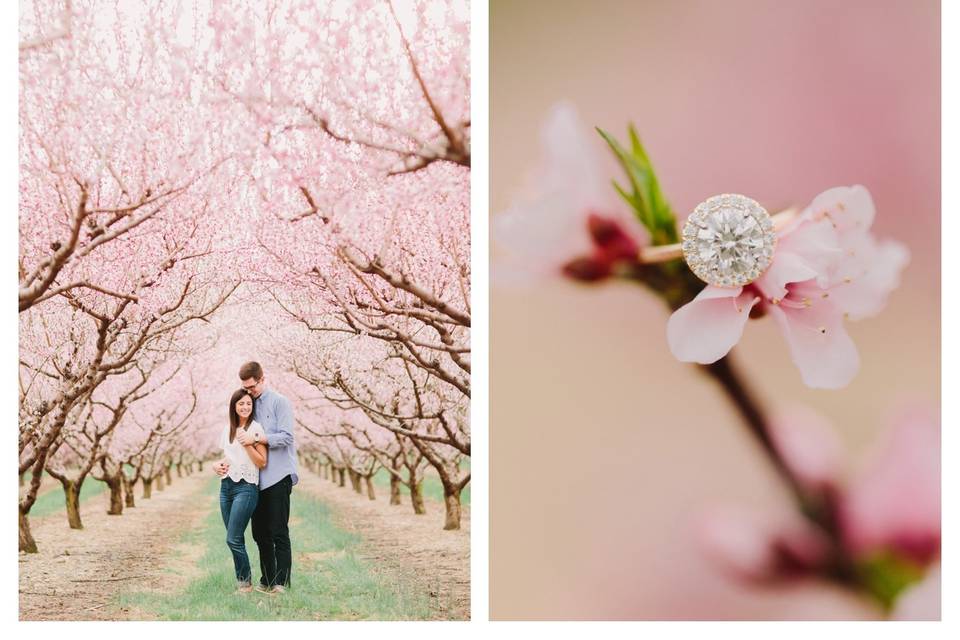 Peach orchard proposal