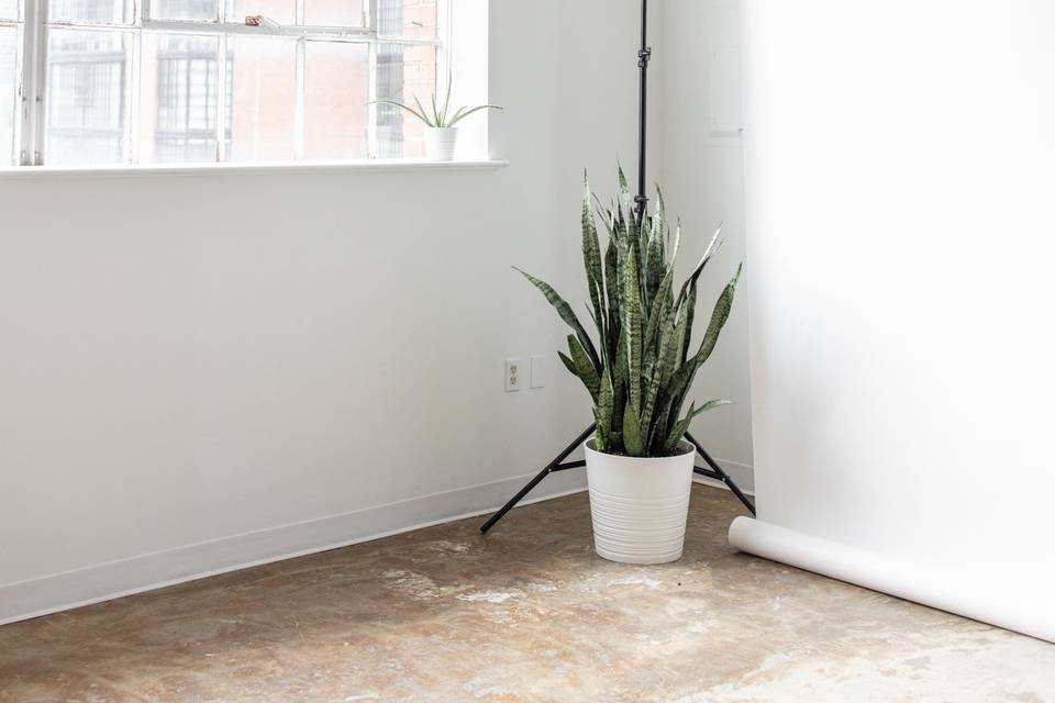 Plant in a corner
