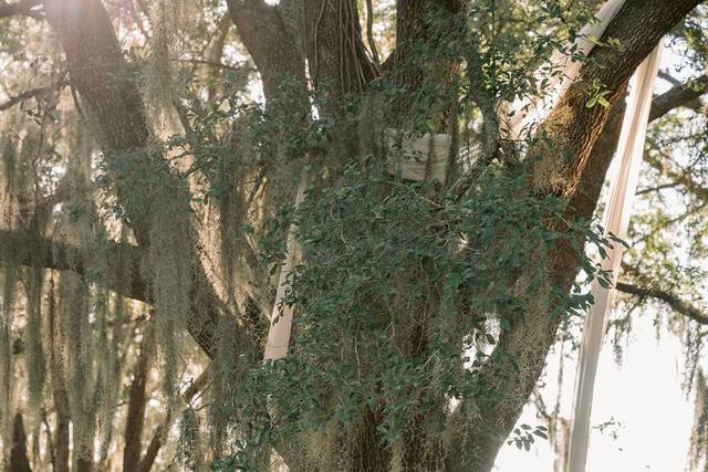 Chapel Oak Canopy