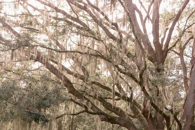 Chapel Oak Canopy