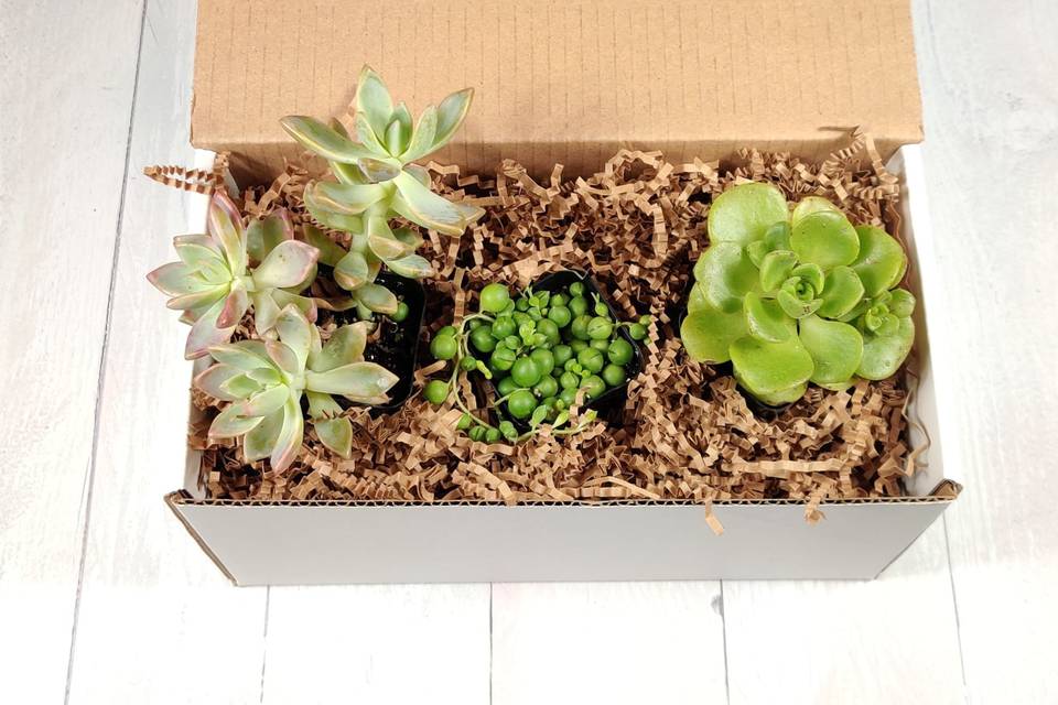 Beautiful Succulent Gift Box