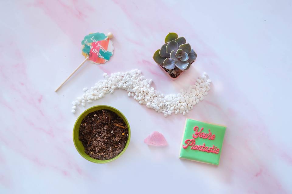 Succulent Kit Flat Lay