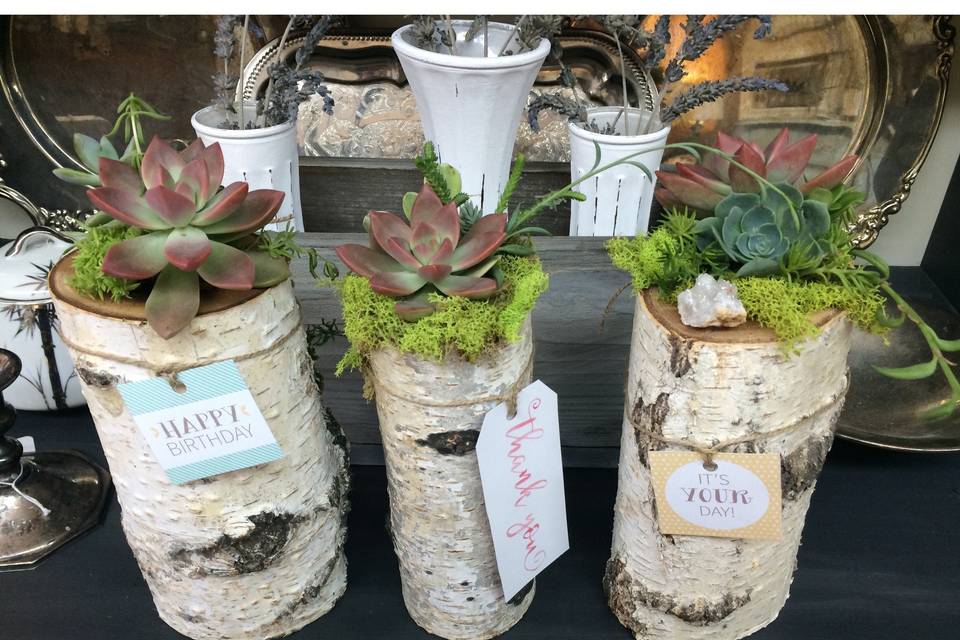 Beautiful Succulent arrangements in birchwood