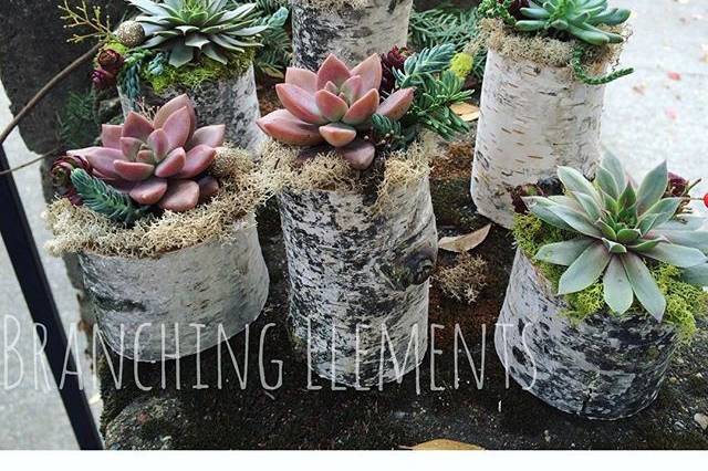 Whimsical succulent arrangements