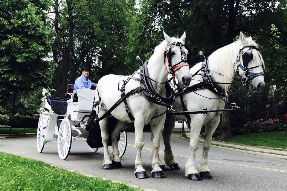 Two white horses