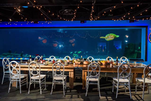 Long table with turtle