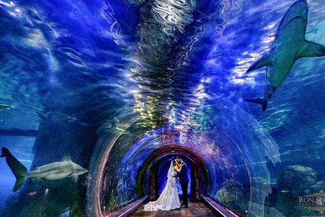 Adventure Aquarium
