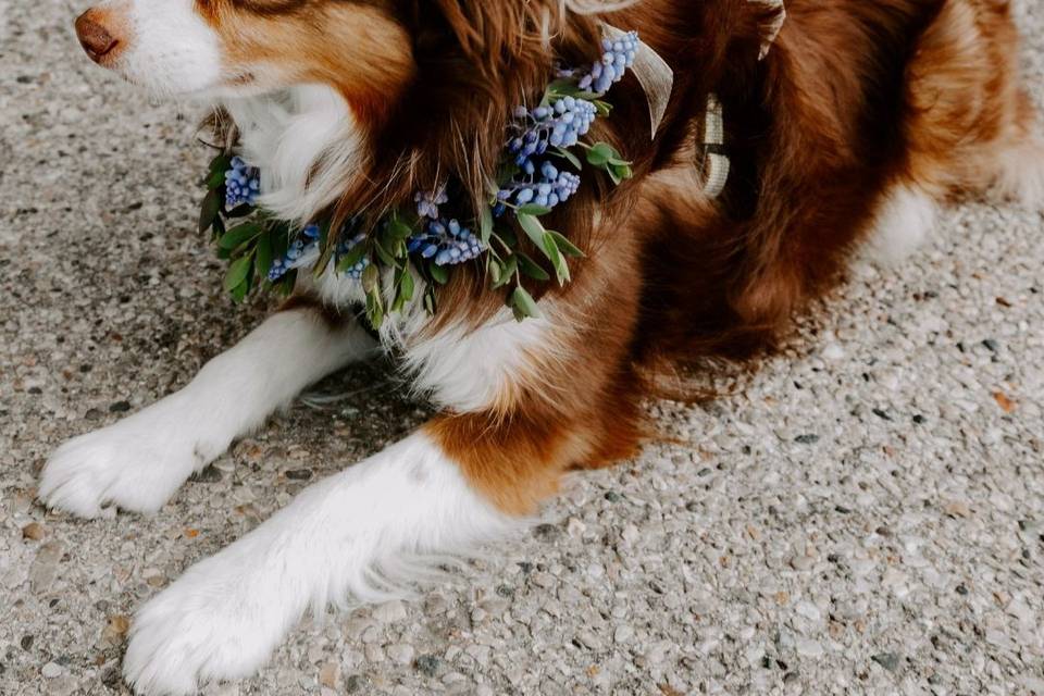 Puppy floral collars