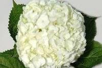 Horst Wholesale Florist