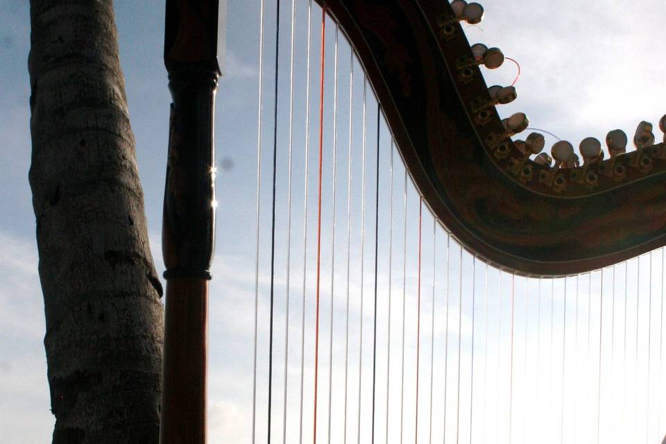 Key West Harpist