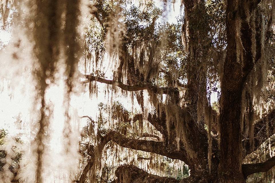 Charleston, SC Wedding