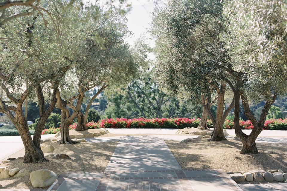 Olive Grove