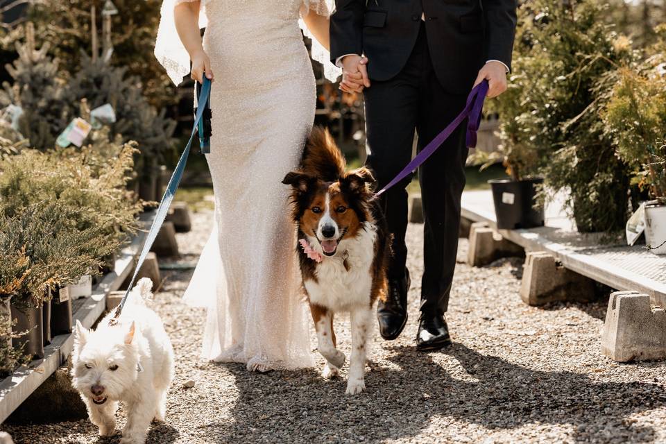Wedding with dogs