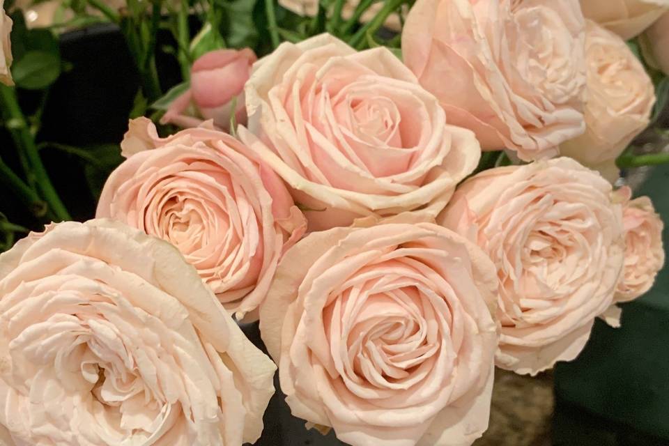 Romantic Roses