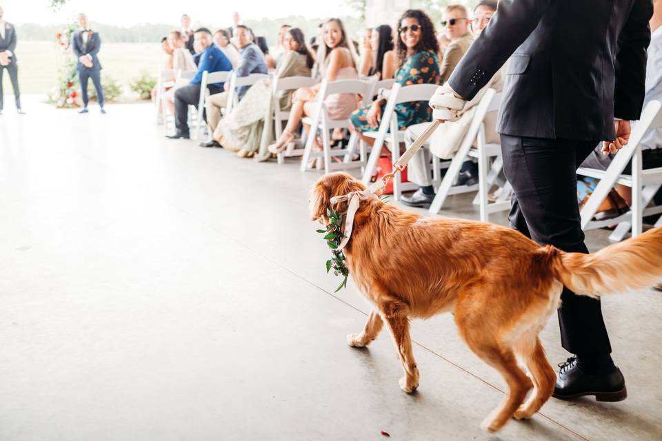 Flower Dog