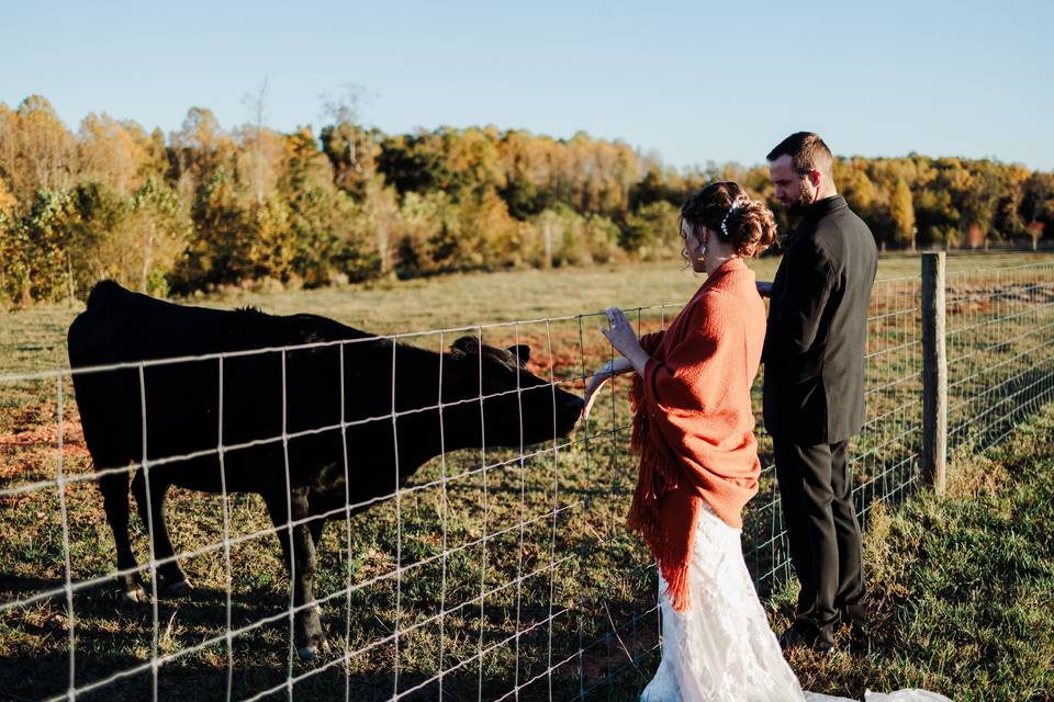 Couple visiting cows