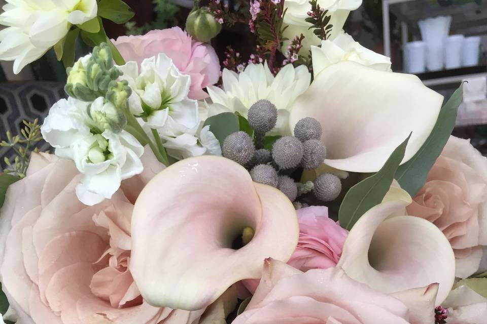 Cream and blush Callas