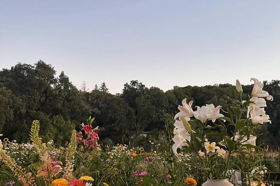 Yokayo Ranch