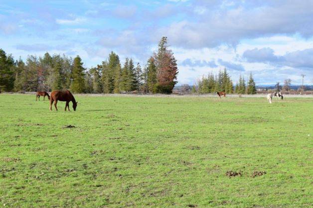 HorseTail Ranch grounds