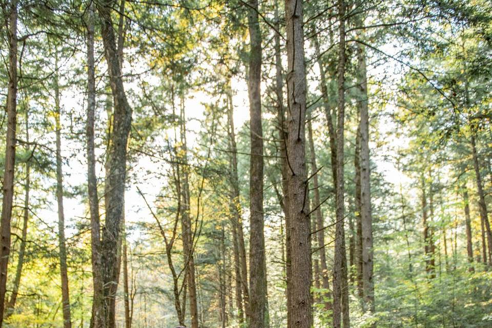 Black Barn Forest