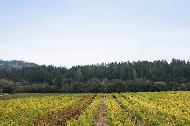 Landslide Vineyard