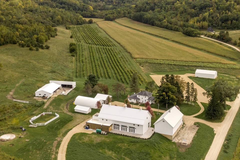 Vineyard view