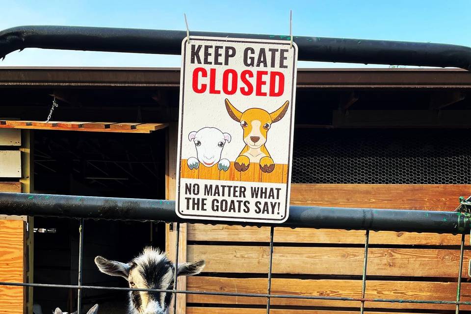 Cheeky goats