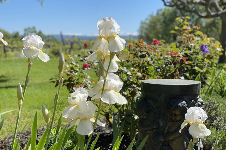 Spring in Bloom