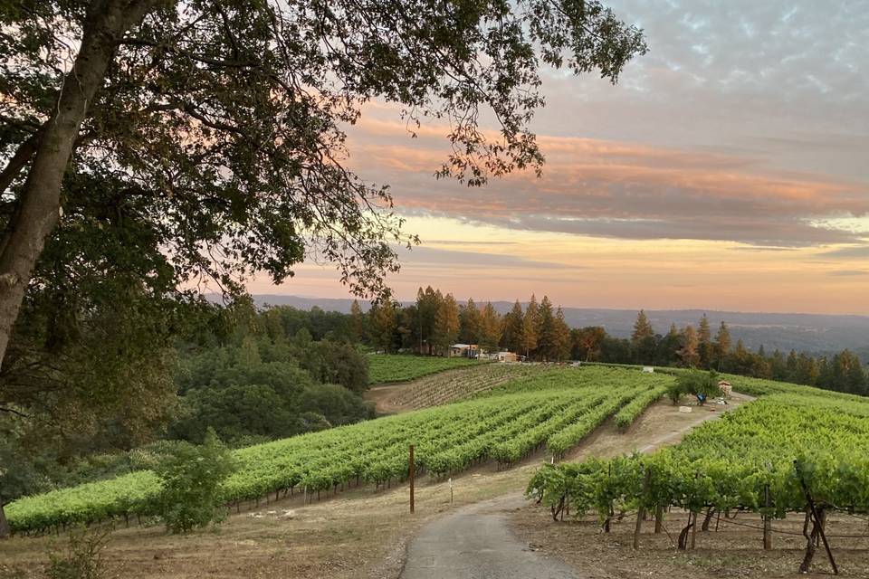 View of Vines