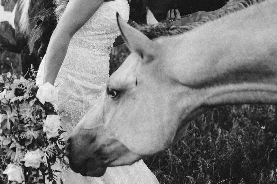 Bride with horses