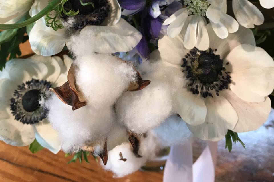 Cotton, anemone, Southern