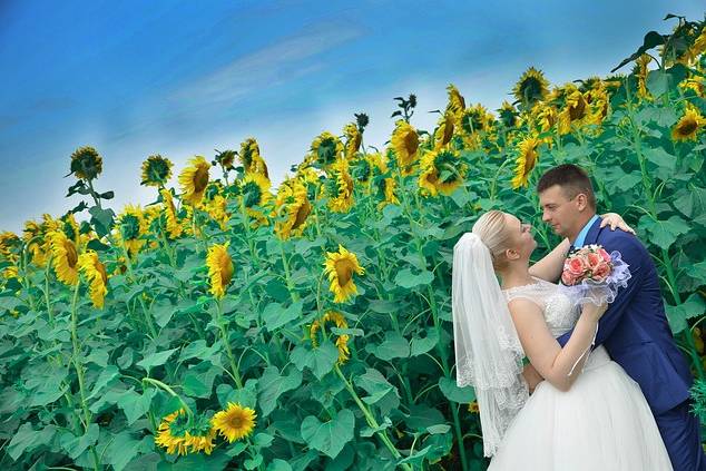 Sunflower field wedding
