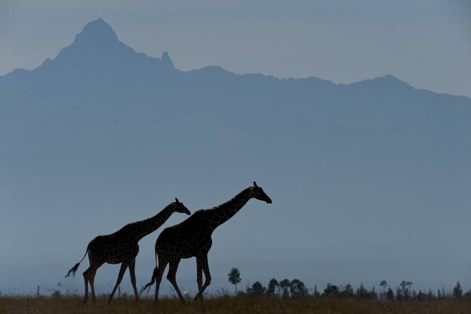 Giraffe Mountain backdrop