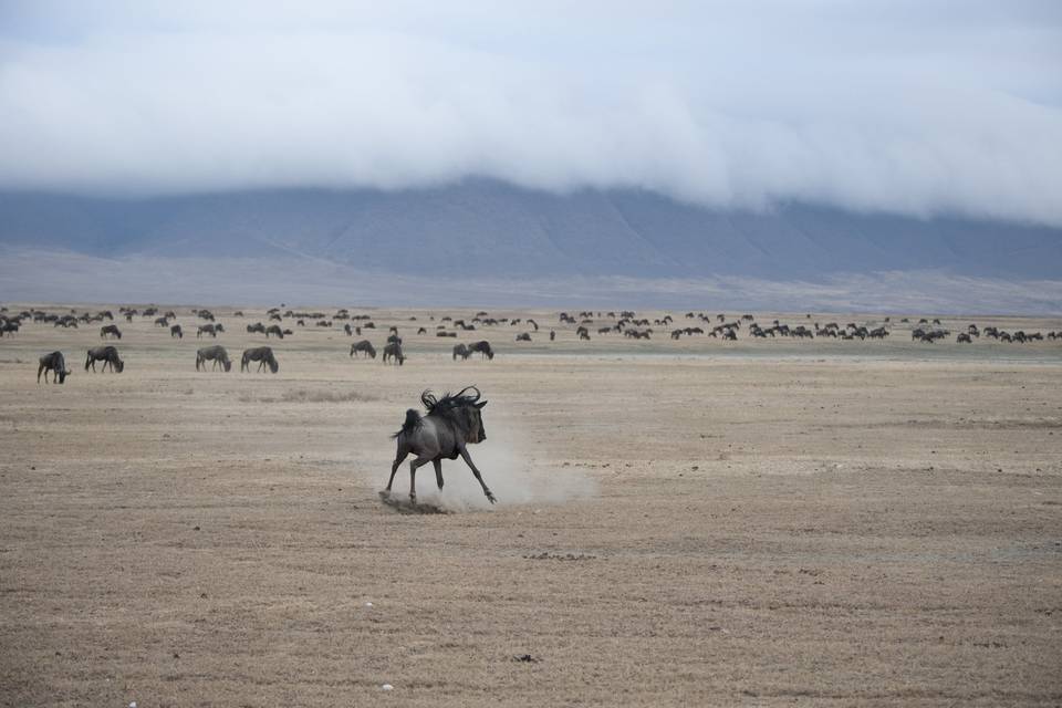 Pirouetting wildebeest