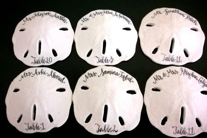 Sand Dollar Set of 10 Real Sand Dollars 3-3 1/2 Sand Dollar