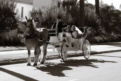 Horse and Carriage Ride in Santa Barbara, CA