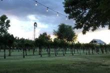 Nellis Vineyards