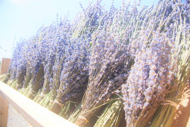 Trinity Gardens Lavender Farm